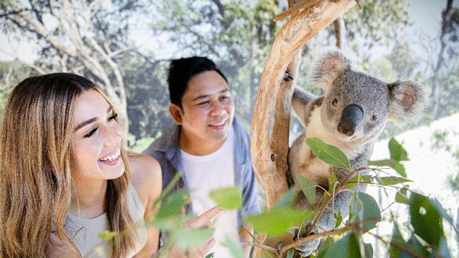 Take the Ultimate Blue Mountains Tour, a blend of iconic Aussie wildlife with natural scenery. Includes Scenic World, lunch, waterfalls, hidden lookouts, harbour cruise & Sydney Zoo, up-close Koala photo.